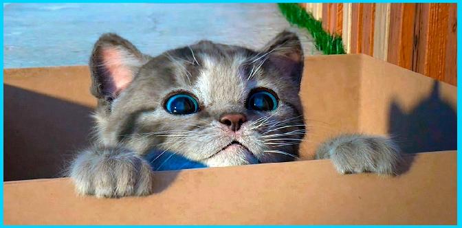 Смотреть Маленький Котёнок и детская комната Виртуальный котик как в мультике Симулятор Котёнка