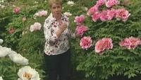 Цветочные истории 1 сезон Древовидный Пион 