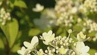 Цветочные истории 1 сезон Гортензия