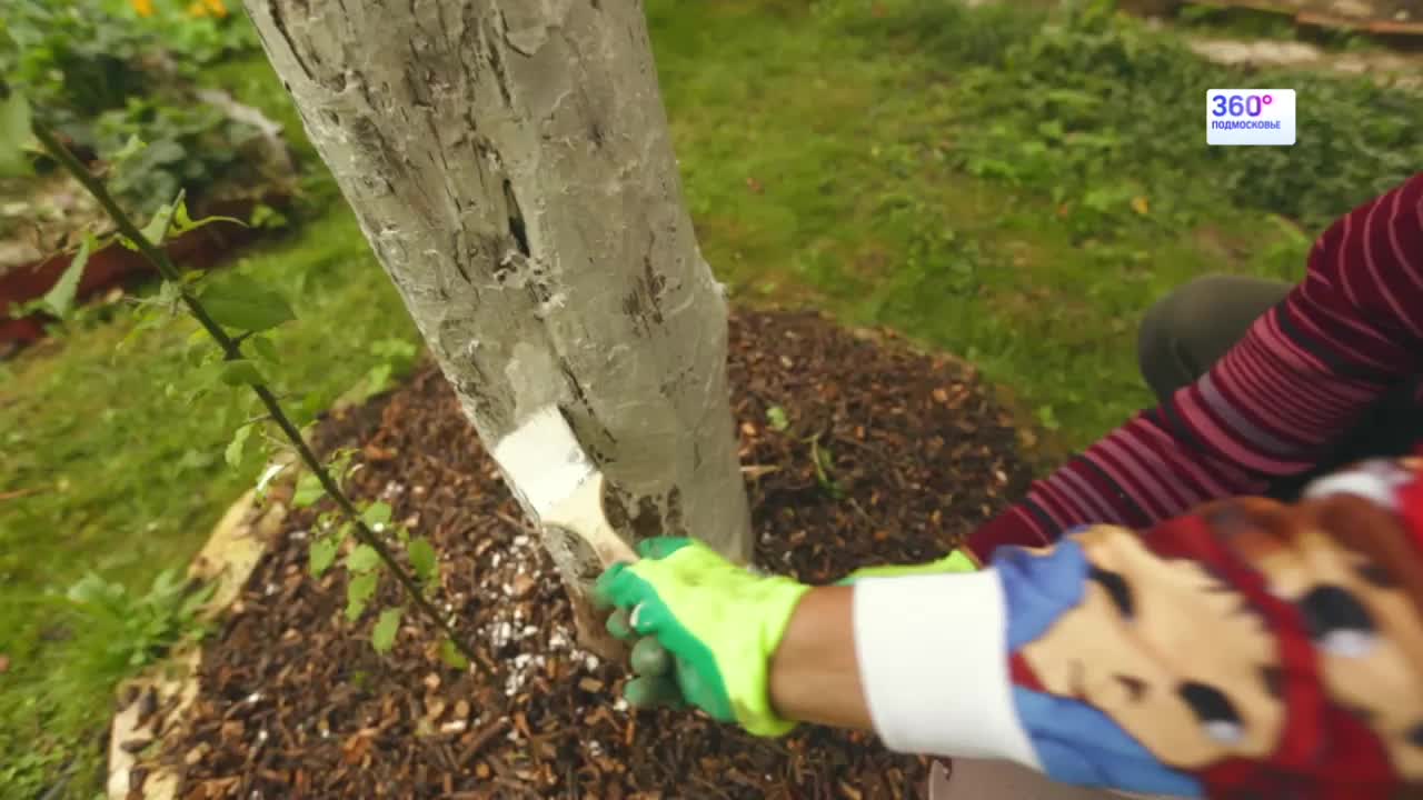 Дача 360 Дача 360 Выпуск 15