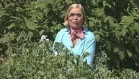 Дачные истории 1 сезон Секреты выращивания гороха и тыквы