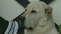 Друзья моего хозяина 1 сезон 147 выпуск