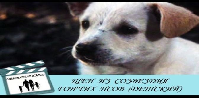 Смотреть Щен из созвездия Гончих Псов