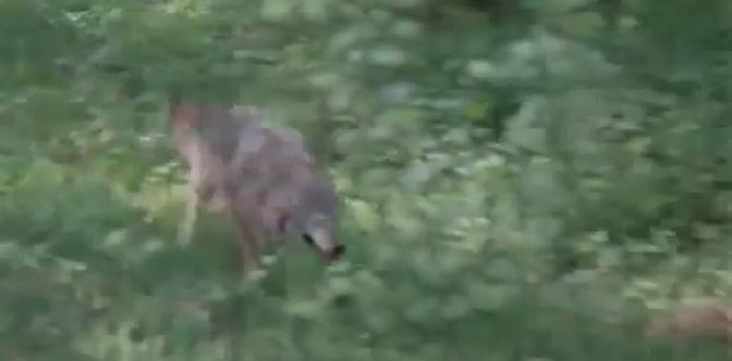 Смотреть Сероманец