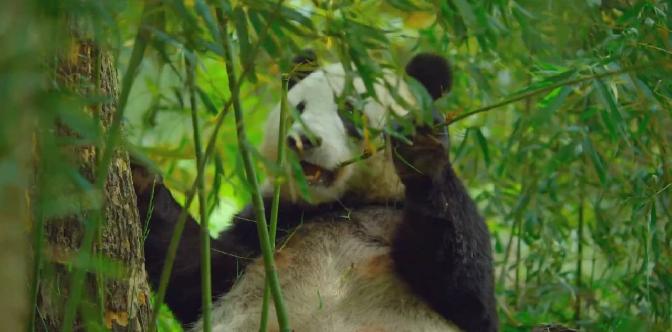 Смотреть Земля: Один потрясающий день / Earth: One Amazing Day (2017)